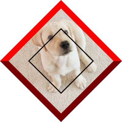 Pet Stain and Odor